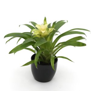 Gimsteinablóm / Bromelia