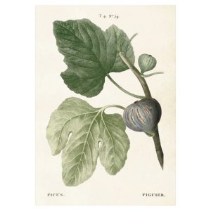Mynd 35x50 Fig
