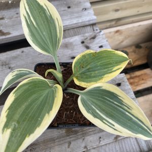 Brúska - Hosta