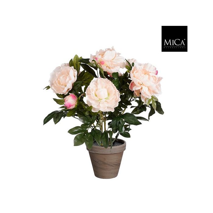 Peony salmon í potti 50cm