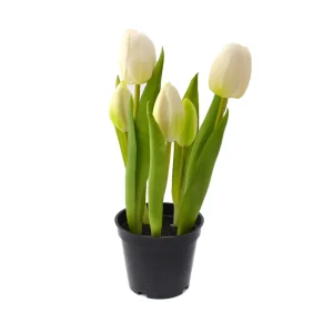 Túlípanar í potti cream 25cm
