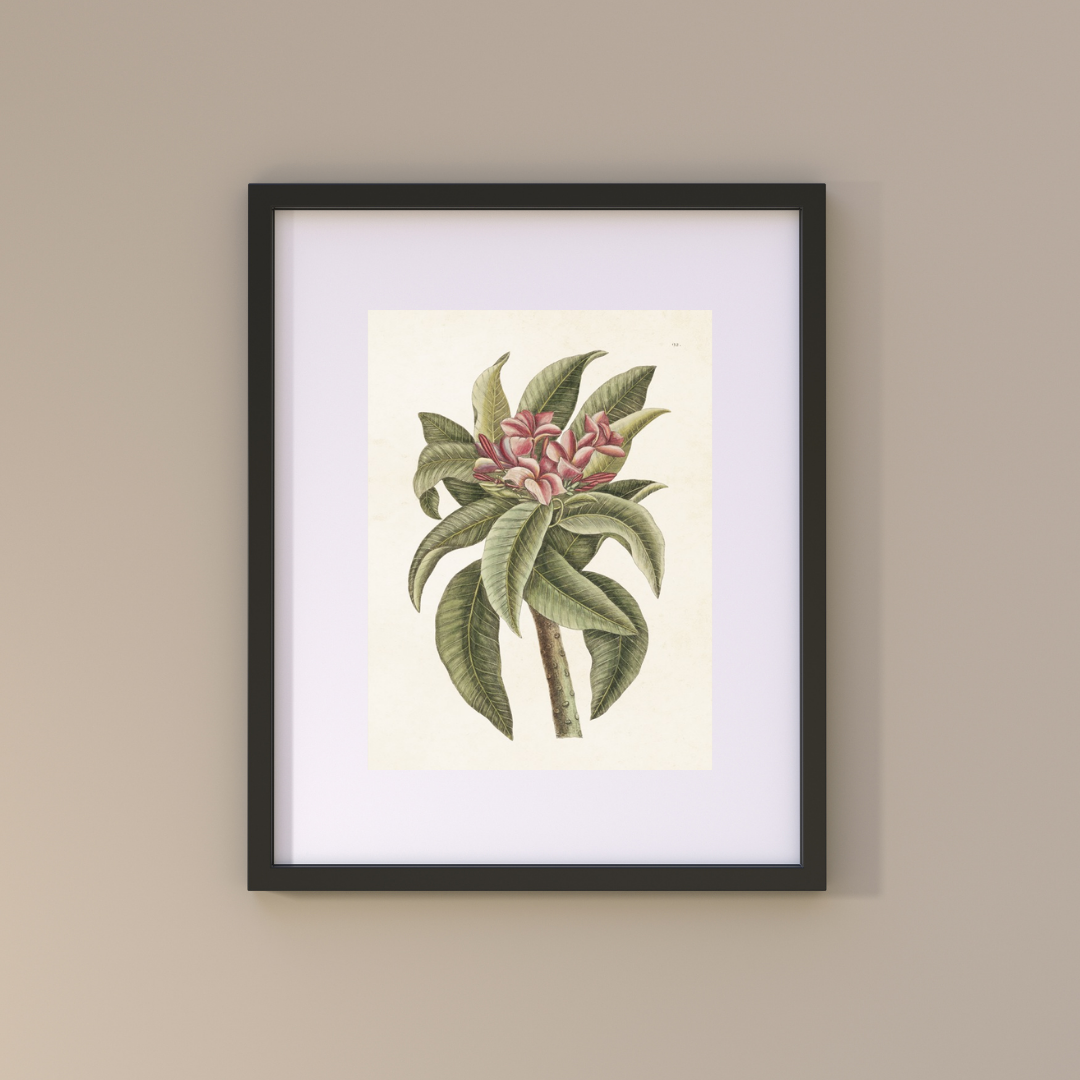 Mynd 18x24 Red jasmine