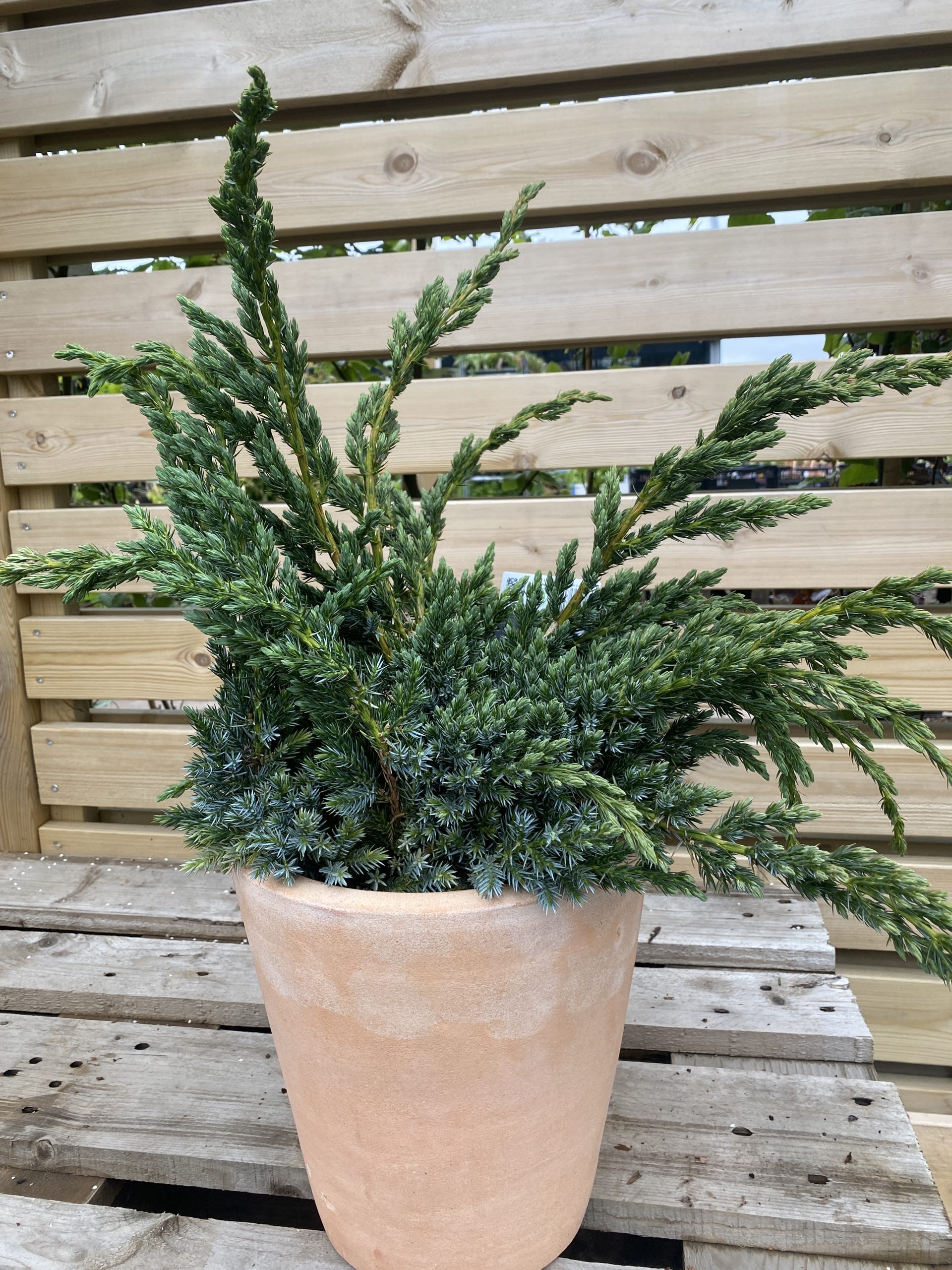 Himalajaeinir_Juniperus_Squamata_Meyeri.JPG