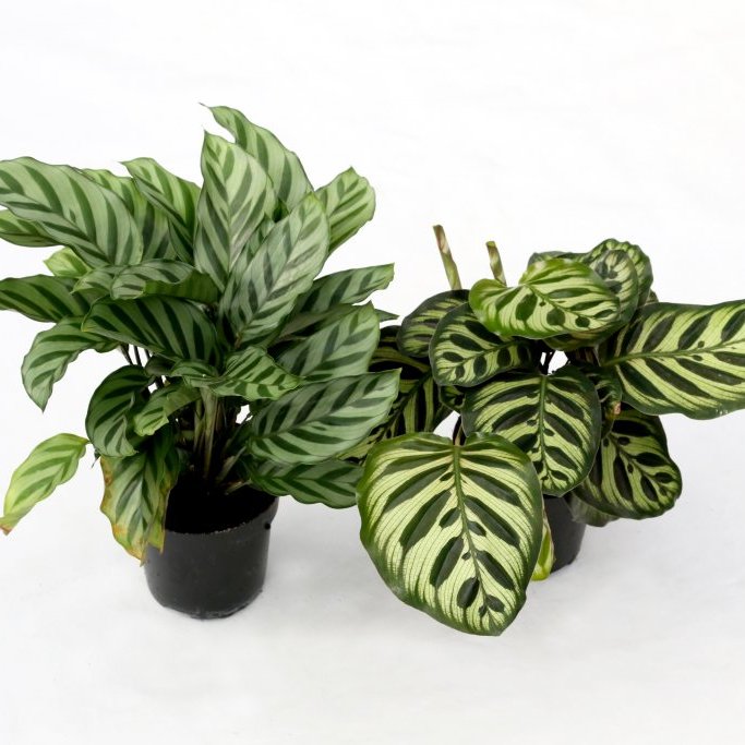 calathea.jpg
