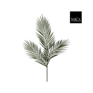 Areca pálmi l99cm
