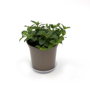 Oregano