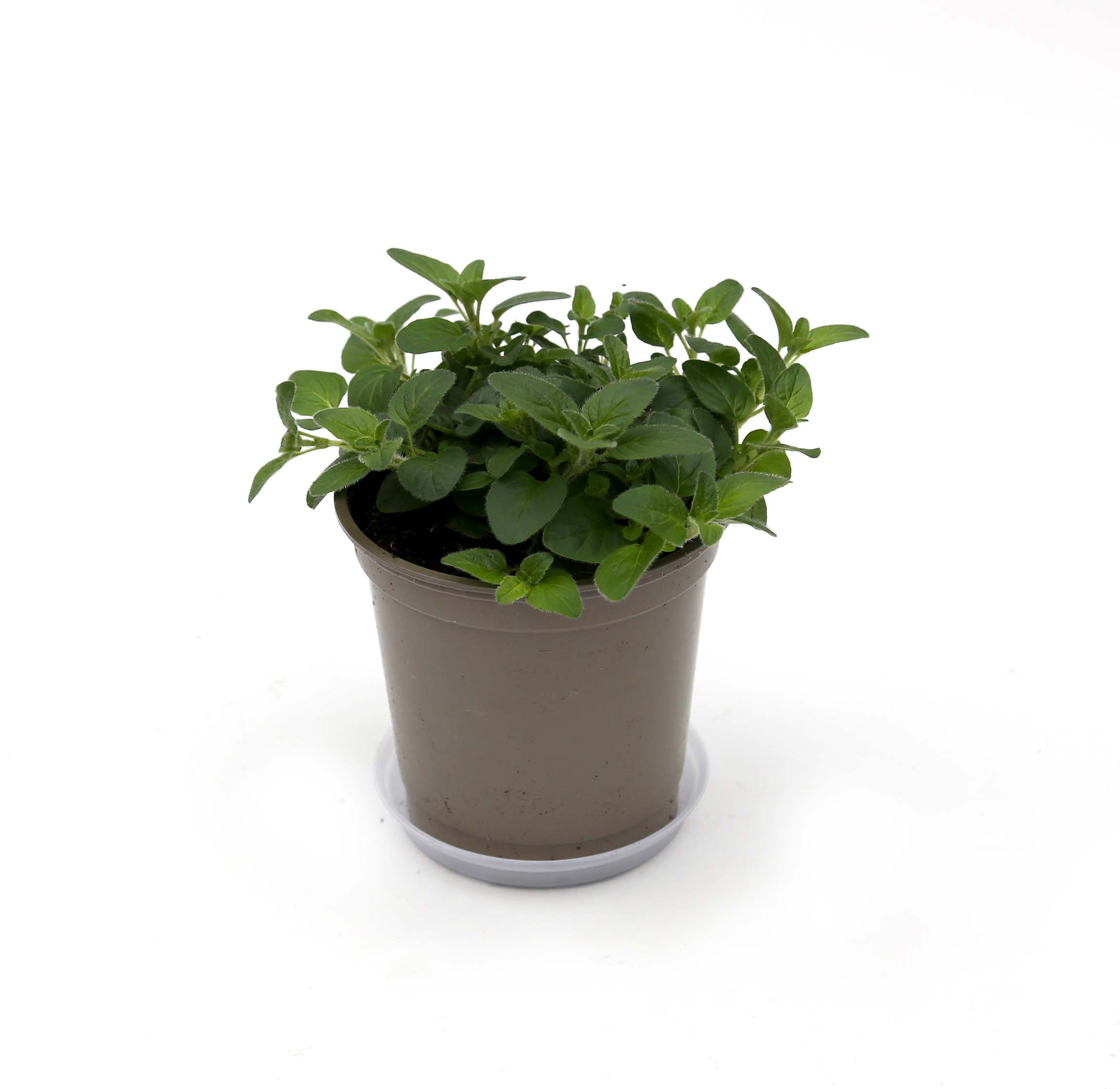 oregano.jpg