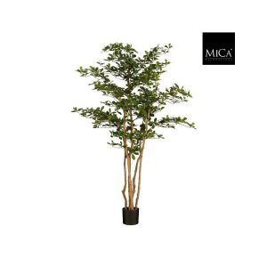 Oriental ólífu tré 183cm