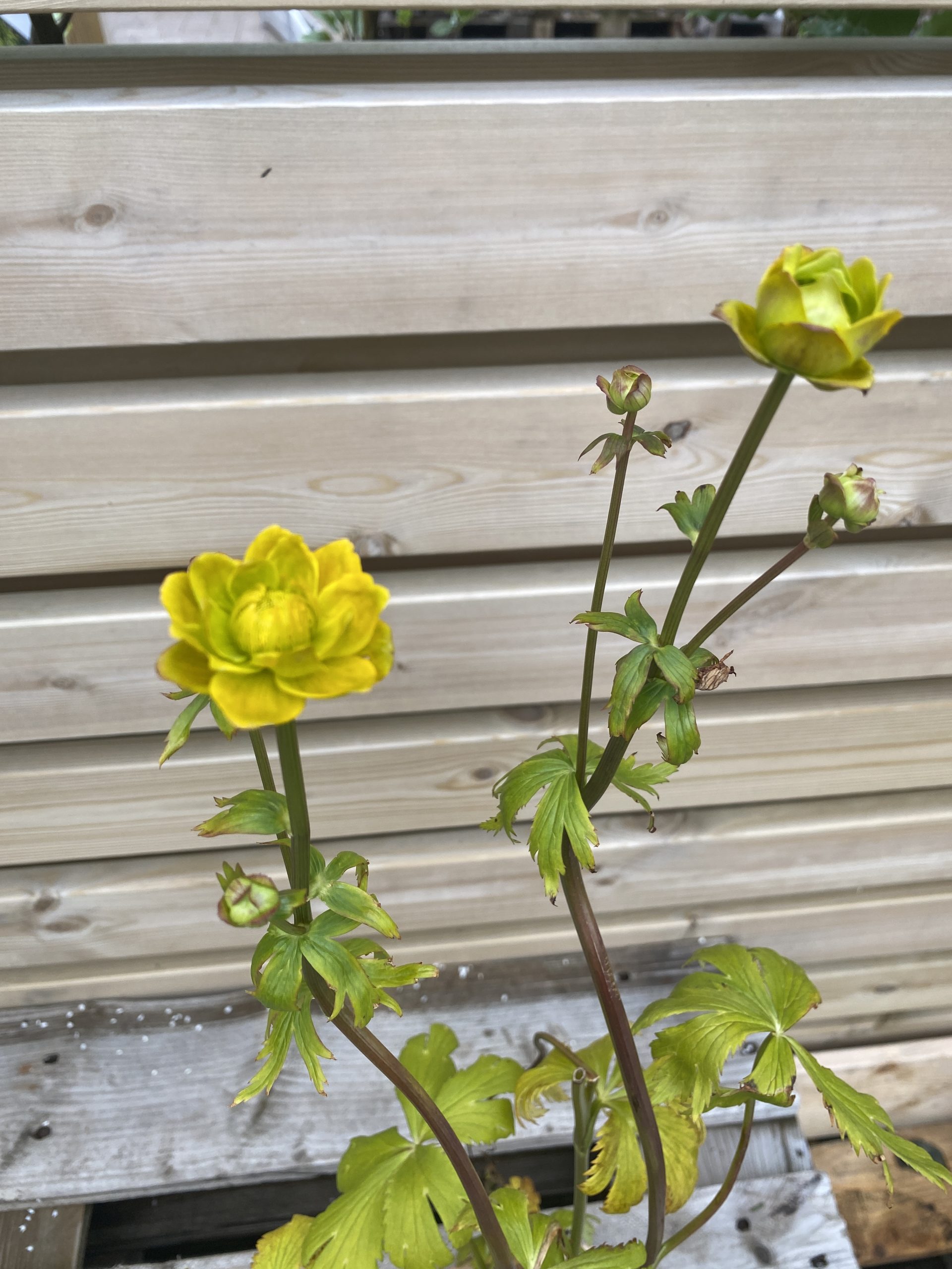 Gullhnappur_Trollius chinensis_Golden_Queen.JPG