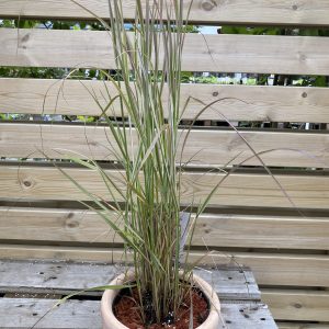 Hálmgresi - Calamagrostis x acutiflora
