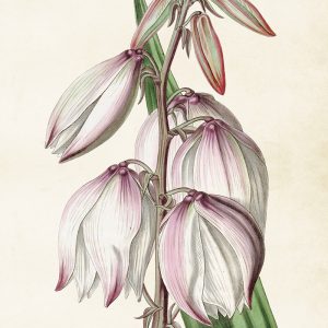 Mynd 50x70 Yucca