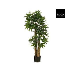 Pachira gervitré 175cm