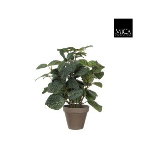 Pilea í potti 35cm