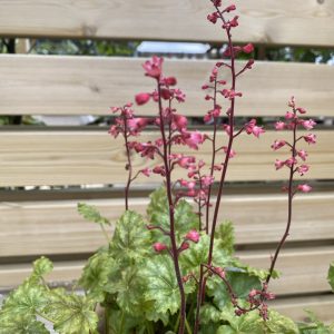 Roðablóm - Heuchera