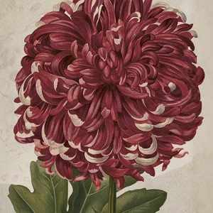 Mynd 18x24 Chrysanthemum