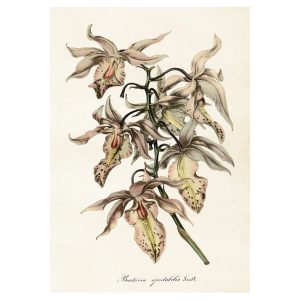 Mynd 35x50 Orchid