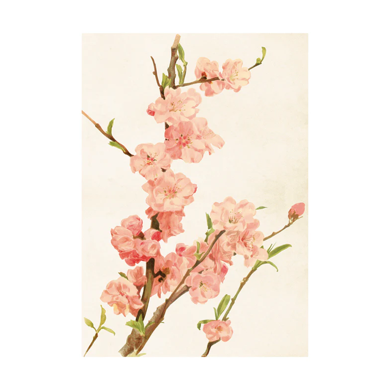 Mynd 35x50 Almond blossom