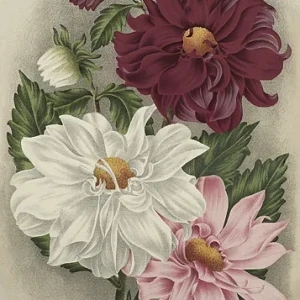 Mynd 50x70 Dahlia