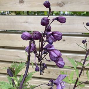 Riddaraspori - Delphinium Pacific
