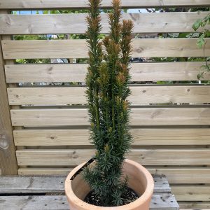 Ýviður ´Fastigiata Robusta´