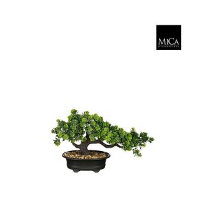 Bonsai Tré í potti 21cm