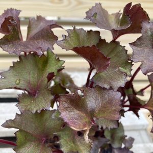 Meyjarskjöldur - Ligularia dentata
