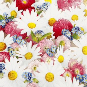 Flower Carpet servíettur 33x33cm