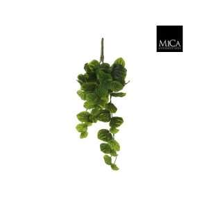 Peperomia hangandi græn