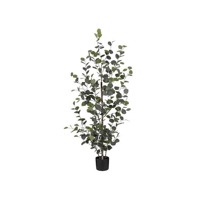 Eucalyptus í potti 150x30cm