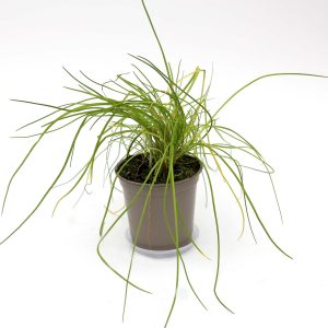 Graslaukur