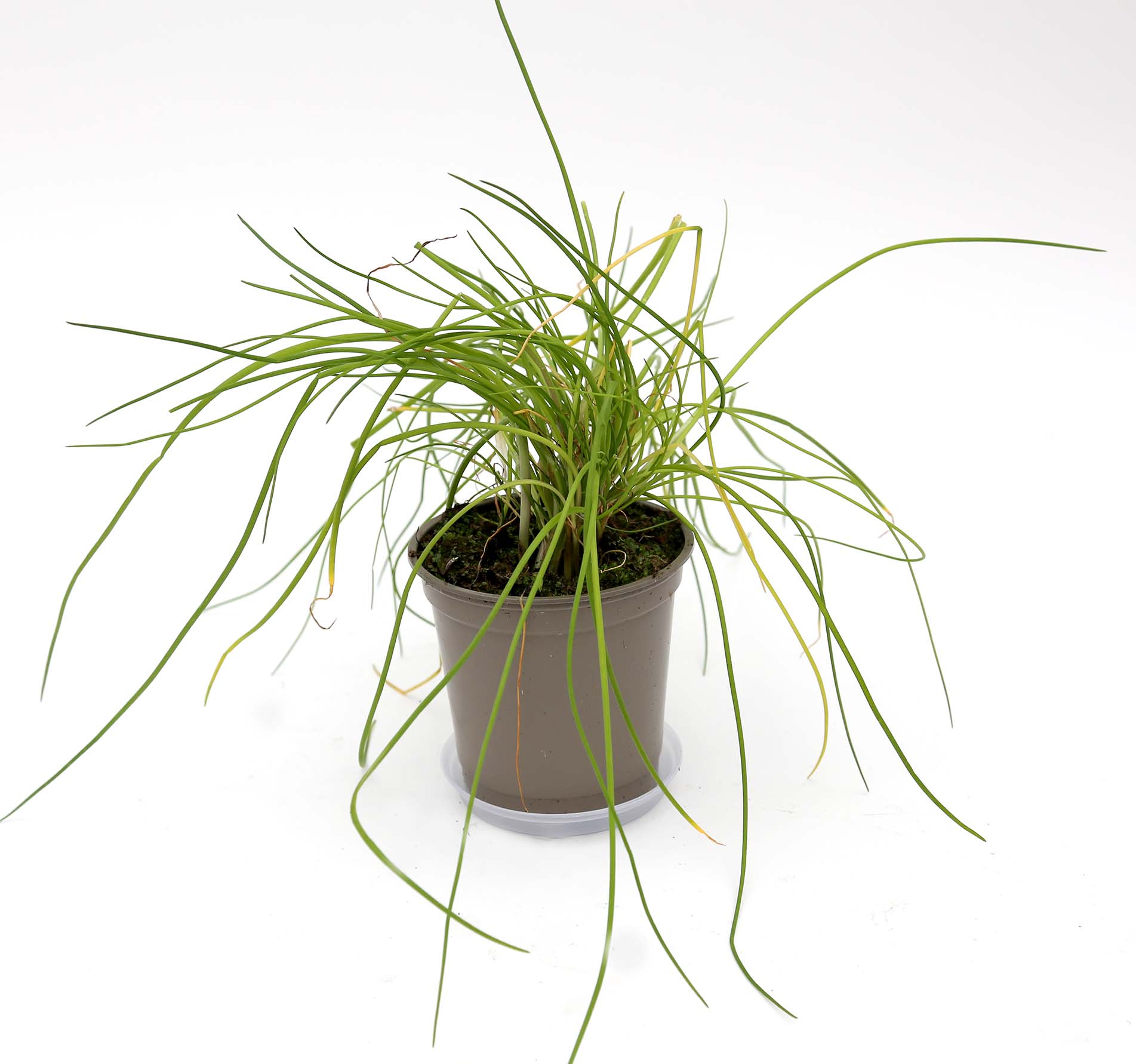 graslaukur.jpg