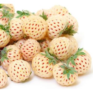 Fragaria Ananassa