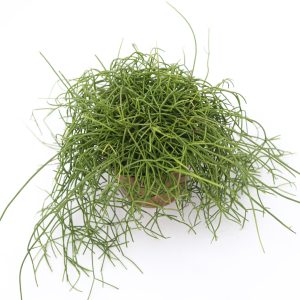 Mistilteinskaktus
