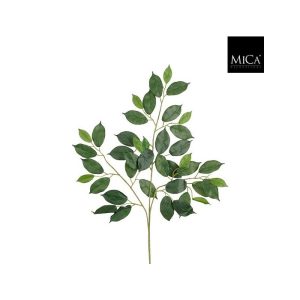 Ficus grein græn 62cm