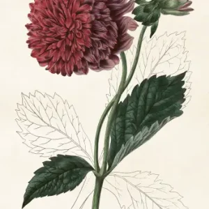Mynd 70x100 Dahlia