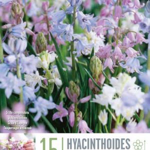 Hyacinthoides  Mixed, 15 stk - blandað