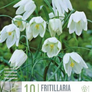 Fritillaria Meleagris Alba 10 stk - hvítar