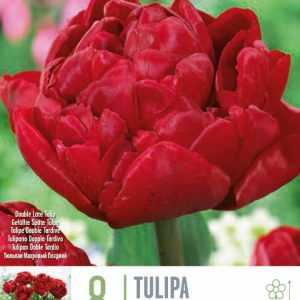 Túlípanar Salcido, 8 stk - rauðir