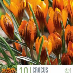 Krókusar Monarch 10 stk -  appelsínugulir