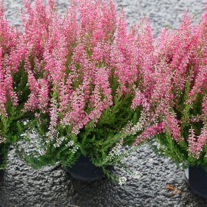 Calluna, Tilboð 3 stk - bleikar