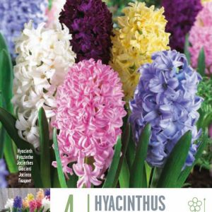 Hyasintulaukar Mixed, 4 stk - blandaðir
