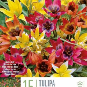 Túlípanar Specie Mix 15 stk - blandaðir litir