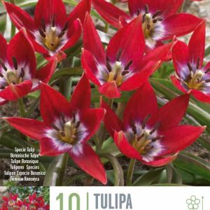 Túlípanar Tiny Timo, 10 stk - rauðir