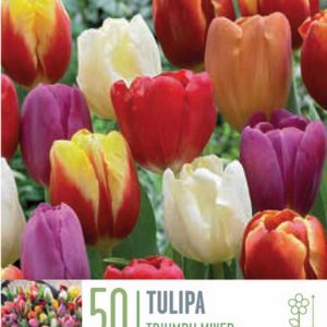 Túlípanar Triumph 50 stk - blandaðir litir