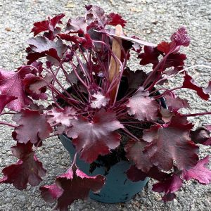 Roðablóm Heuchera Indian - margir litir