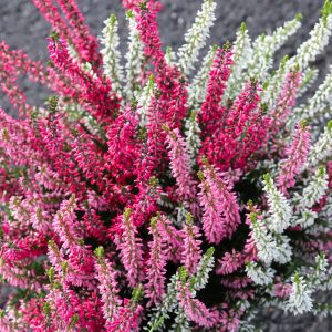 Calluna Trio girls