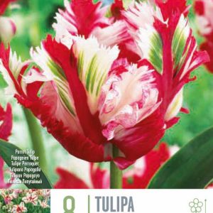 Túlípanar Estelle Rijnveld, 8 stk - tvílitir