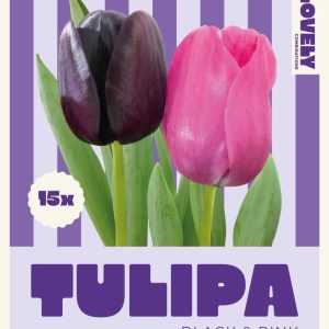 Túlípanar black & pink, 15 stk