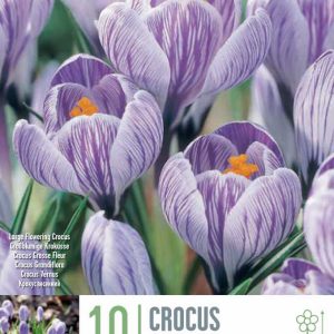 Krókusalaukar Pickwick 10s tk - lillabláir