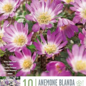 Anemone Charmer 10 stk - fjólubláir